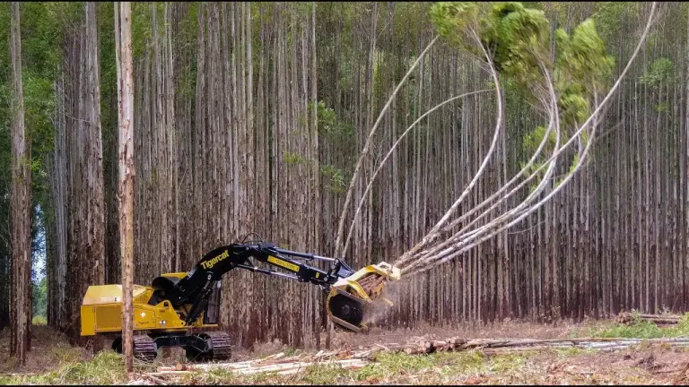 Feller Buncher