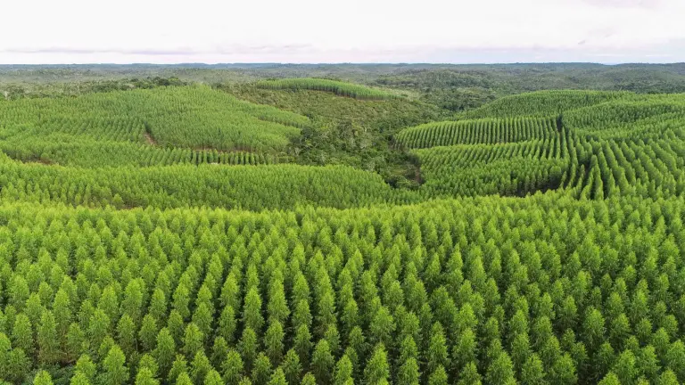 Plantação de eucalipto crescida