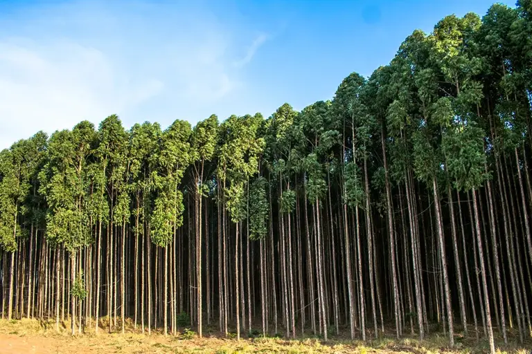 Floresta de eucalipto plantada