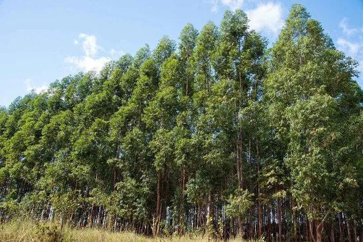 Floresta de eucalipto em idade adulta